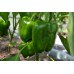 GREEN CAPSICUM LARGE Size Each  Pukekohe Grown